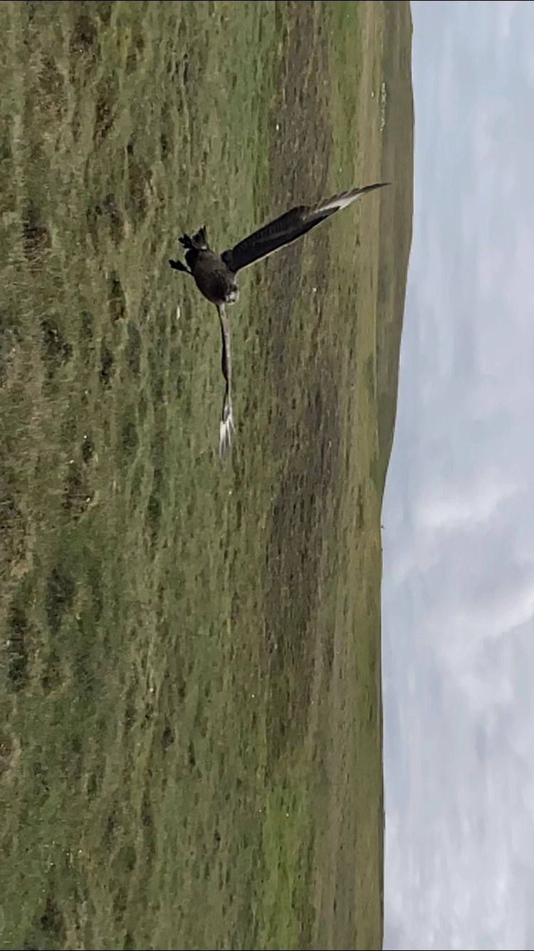 An Arctic Skewer, Scotland, Fair Isle